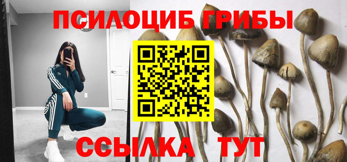 Псилоцибиновые грибы Psilocybine cubensis Коммунар